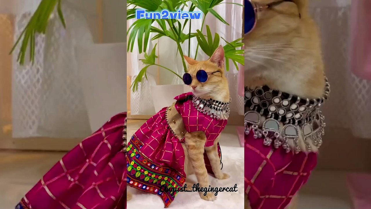 Funny cat #fun2view #nicesong #kala_chosma #cute #cat #foryourpage
