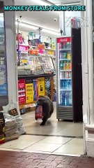 اضحك مع الحيوانات وهيه تسرق الاكل