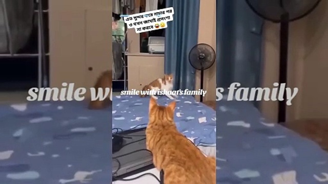 Dunching cat #fun2view #funvideo #funvideos #funnyvideo