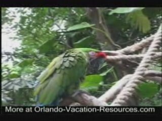 Talking Parrot at Animal Kingdom Disney