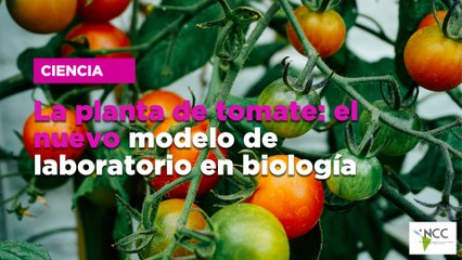 La planta de tomate: el nuevo modelo de laboratorio en biología