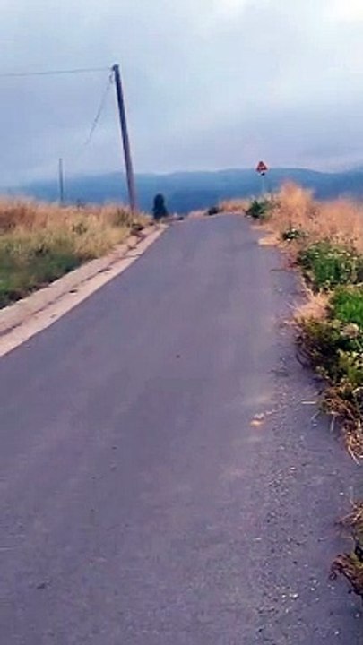 video cinghiali