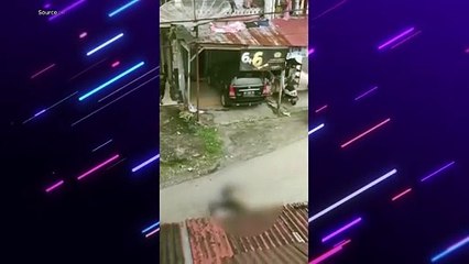 Babi Liar Barbar Serang Warga di Sungai Geringging