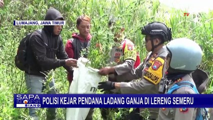 Kasus Ladang Ganja di Lereng Semeru, Polisi Amankan 4 Pelaku