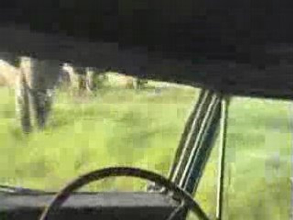 Elephant attack