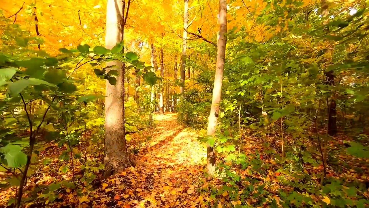 Âm nhạc thư giãn trị liệu với cảnh đẹp nhân gian - Cảnh tráng lệ của mùa thu nơi núi rừng