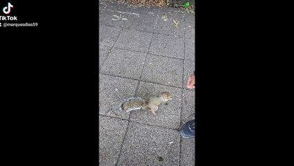 WHOLESOME FOREST RANGER  SQUIREL