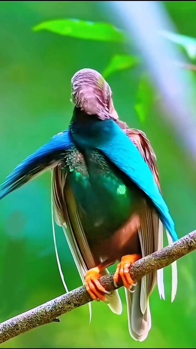 Beautiful Birds