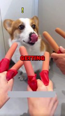 DOG SAUSAGE SURPRISE! #pets #dogs #funny