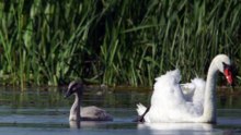 The Mute Swan: Close Up HD Footage (Cygnus olor)