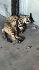 MY BOI NOT FEELING WELL