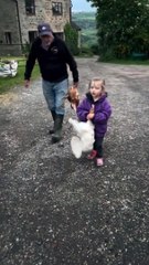 Little girl is helping to move chickens to their new home!
