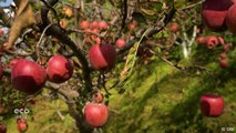 Apple farming in Himachal Pradesh: Fighting fungal disease