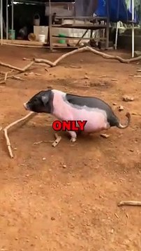 2 LEG PIG! #pig #piggy #pets #cute #animalstories