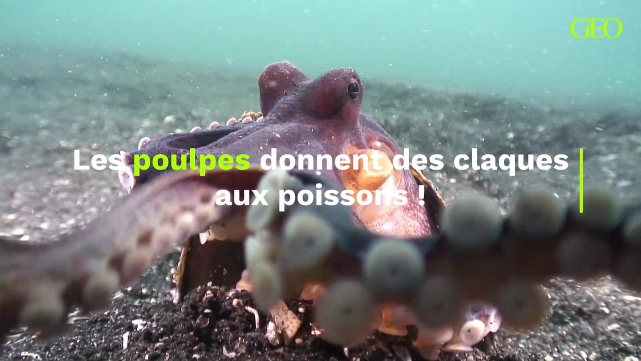 Les poulpes donnent des claques aux poissons, et les scientifiques savent désormais pourquoi