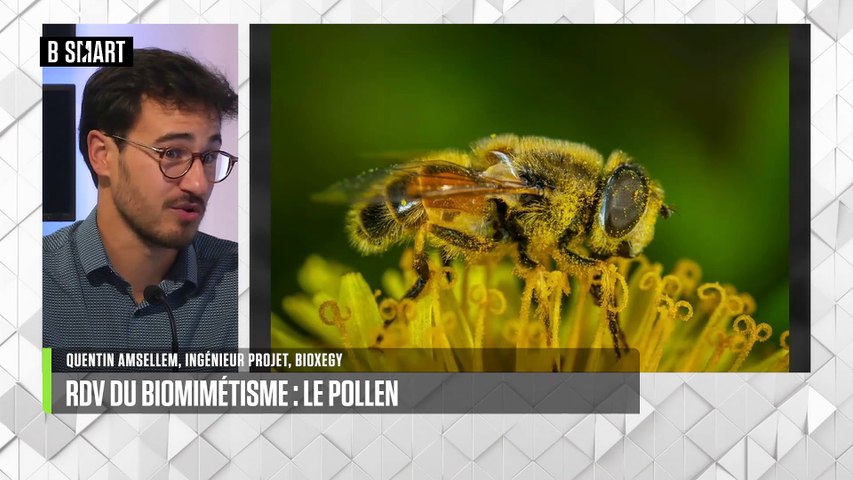 Le RDV du biomimétisme : le pollen