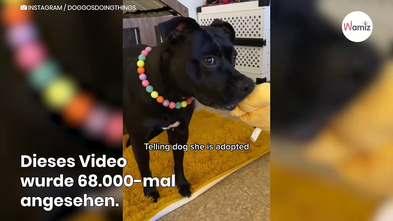 Hund hört ENDLICH die drei magischen Worte und schäumt über vor Freude!