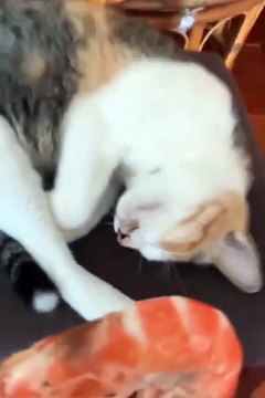 Funny animal videos of cats #cat #funnycat #catvideo #cats #catlover #funnyvideo #viralvideo #catlover #catlovers funny animal videos,funny animal video,best animal videos,funny dog videos,funny cat videos,funny animals life,funny animal moments,fun