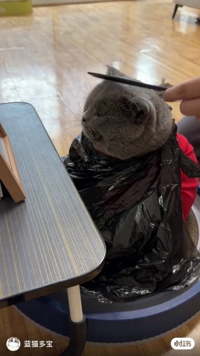 Cat cutting hair  #viral #shorts #cute #funny #dog #pet #shorts #cute