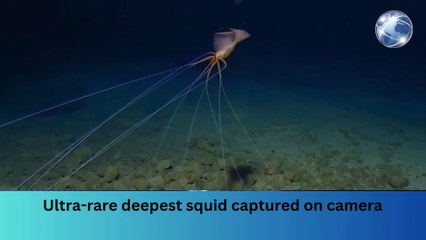 Ultra-rare deepest squid captured on camera #breakingnews #worldnews #news
