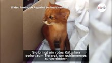 Kätzchen neben toter Mama gefunden: Doch der Tierarzt hat noch eine Hiobsbotschaft!