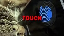 CAT IPHONE TOUCH ID! #pets #cat #catlover