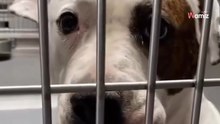 Cagnolina destinata all'eutanasia arriva al rifugio piena di cicatrici e con un segreto terribile