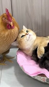 Kittens teach rooster and hens to take care of chickens #Funny #cute
