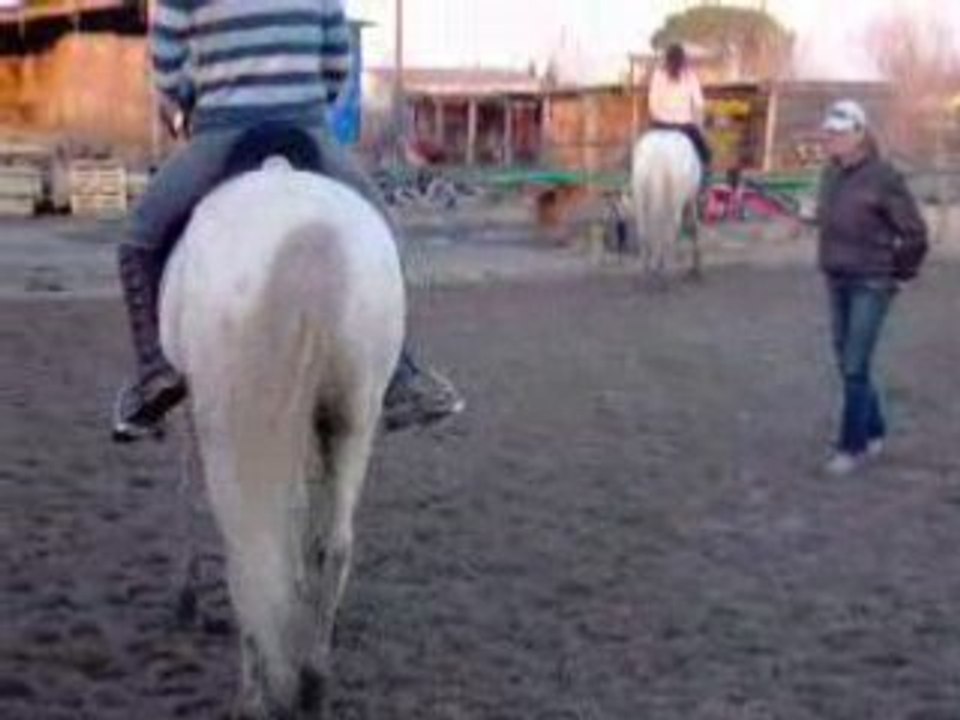 Cheval portugais