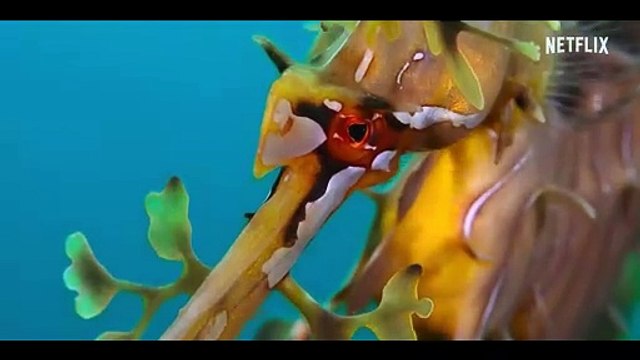 Nuestros océanos Tráiler VOSE