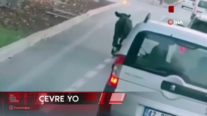 Konya'da firari dana trafikte araçlarla birlikte seyretti