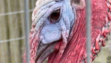 Woman engages in conversation with a turkey at White Post Farm