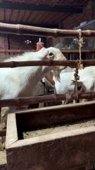#trending #usa #viral #shortvideo #baby #pet #animals #goats #bakra #bakramandi