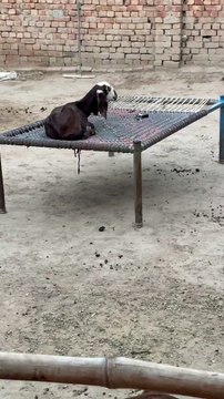 #trending #usa #viral #shortvideo #baby #pet #animals #goats #bakra #bakramandi