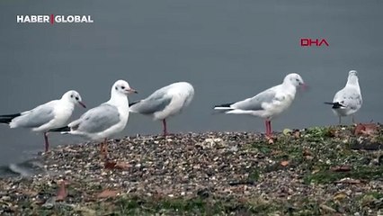İzmit Körfezi’nde yüzlerce kuştan güzel görüntüler