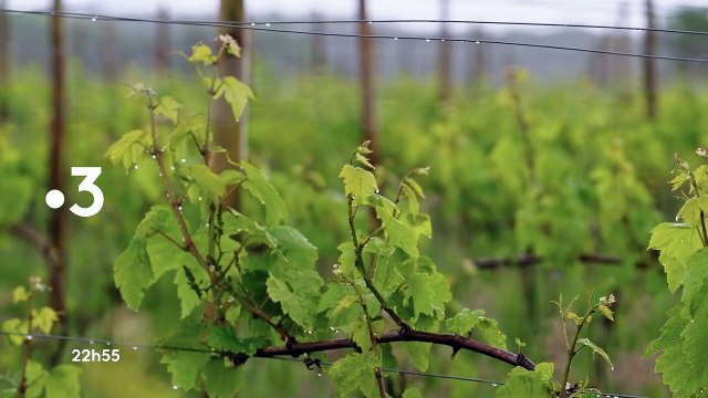 Vins bretons, la nouvelle conquête de l’ouest - 30 septembre