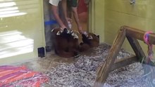 Red Panda Bottle Feeding