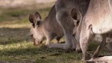 kangaroos feeding