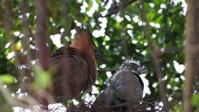 Malayan night heron, baby bird feeding