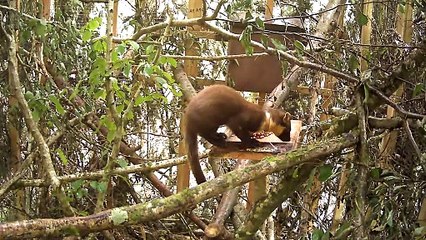 Pine martens return to Dartmoor