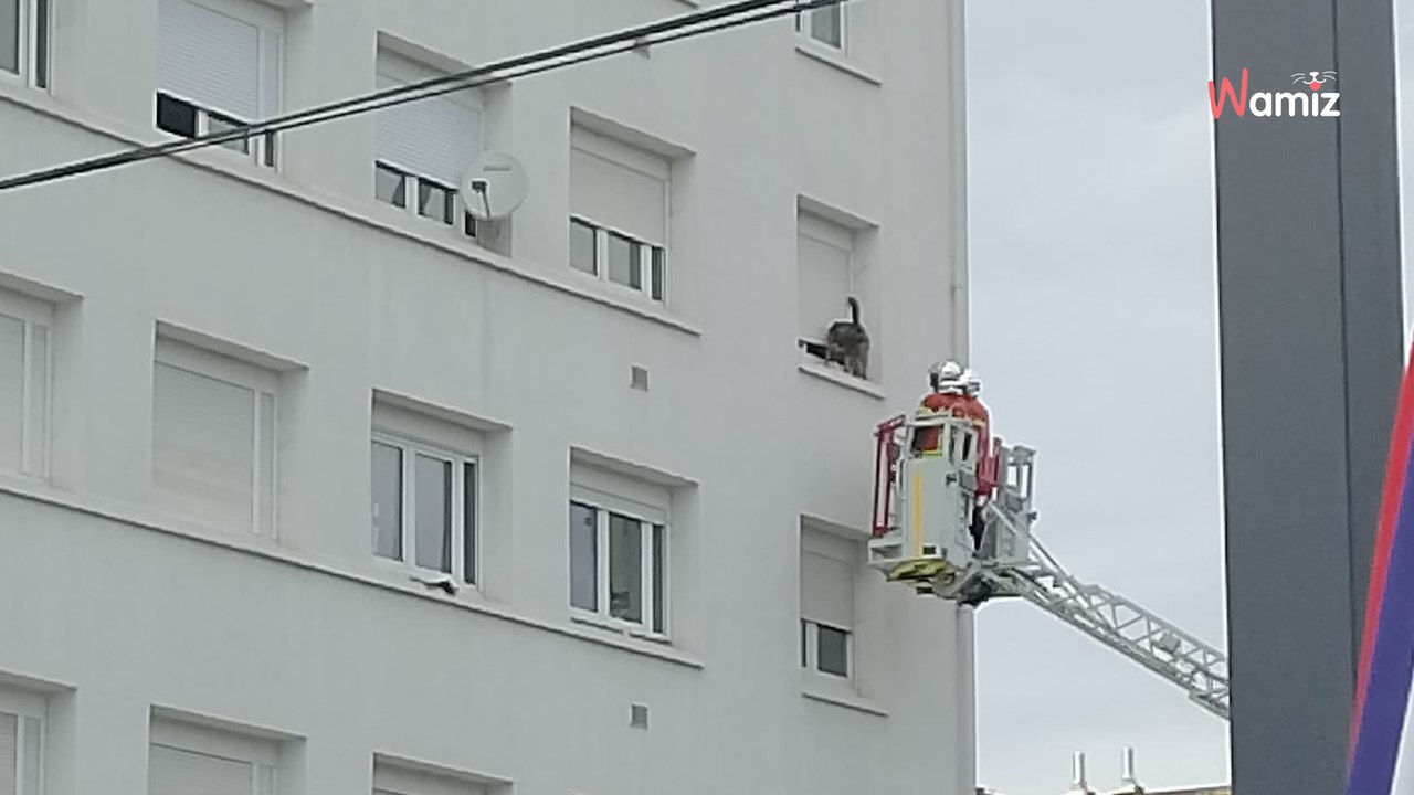 Pyrénées-Atlantiques : dans un quartier de Pau, une riveraine découvre un chien dans une situation surréaliste