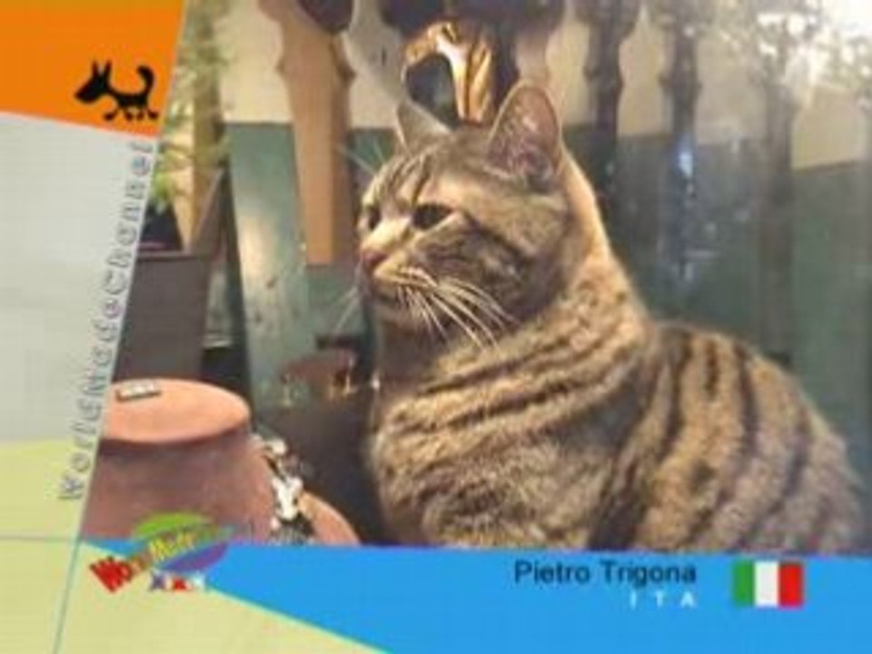 cat and hamster