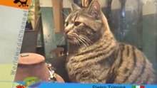 cat and hamster