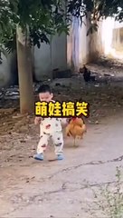Hen Attack on baby