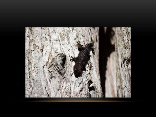 Glenmore Park’s Best Termite Treatment Also Serving Penrith