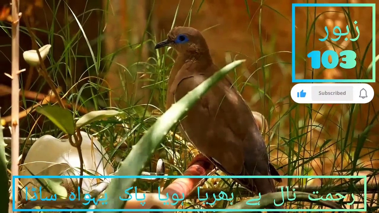 مسيحي زبور 103 _ مزمور 103 _ جيت أور زابور _ باك المسيح TV