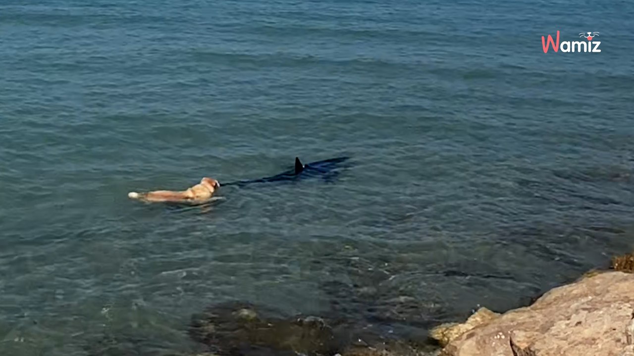 Hai-Alarm in Spanien! Plötzlich springt ein Hund ins Wasser (Video)