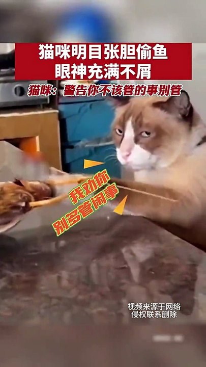When Pets Try to Be Human: Laughter Guaranteed