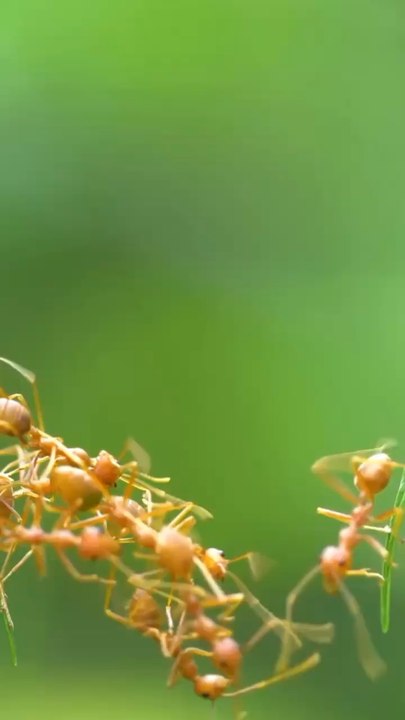 Jeux video & fourmis