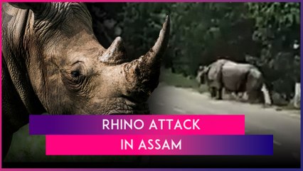 Download Video: Biker Chased, Mauled To Death By Rhino Near Pobitora Wildlife Sanctuary In Assam